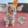 LIKOKLIN 犬用レインコート 1
