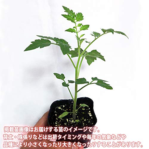 トマト苗 4品種セット 2