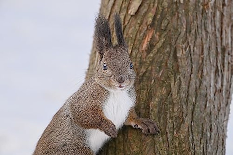 Z 180-600mm f/5.6-6.3 VR 6