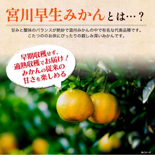 宮川早生みかん 3
