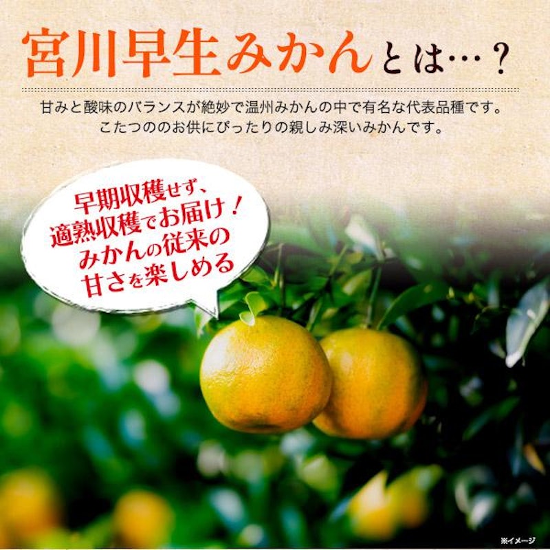 宮川早生みかん 3