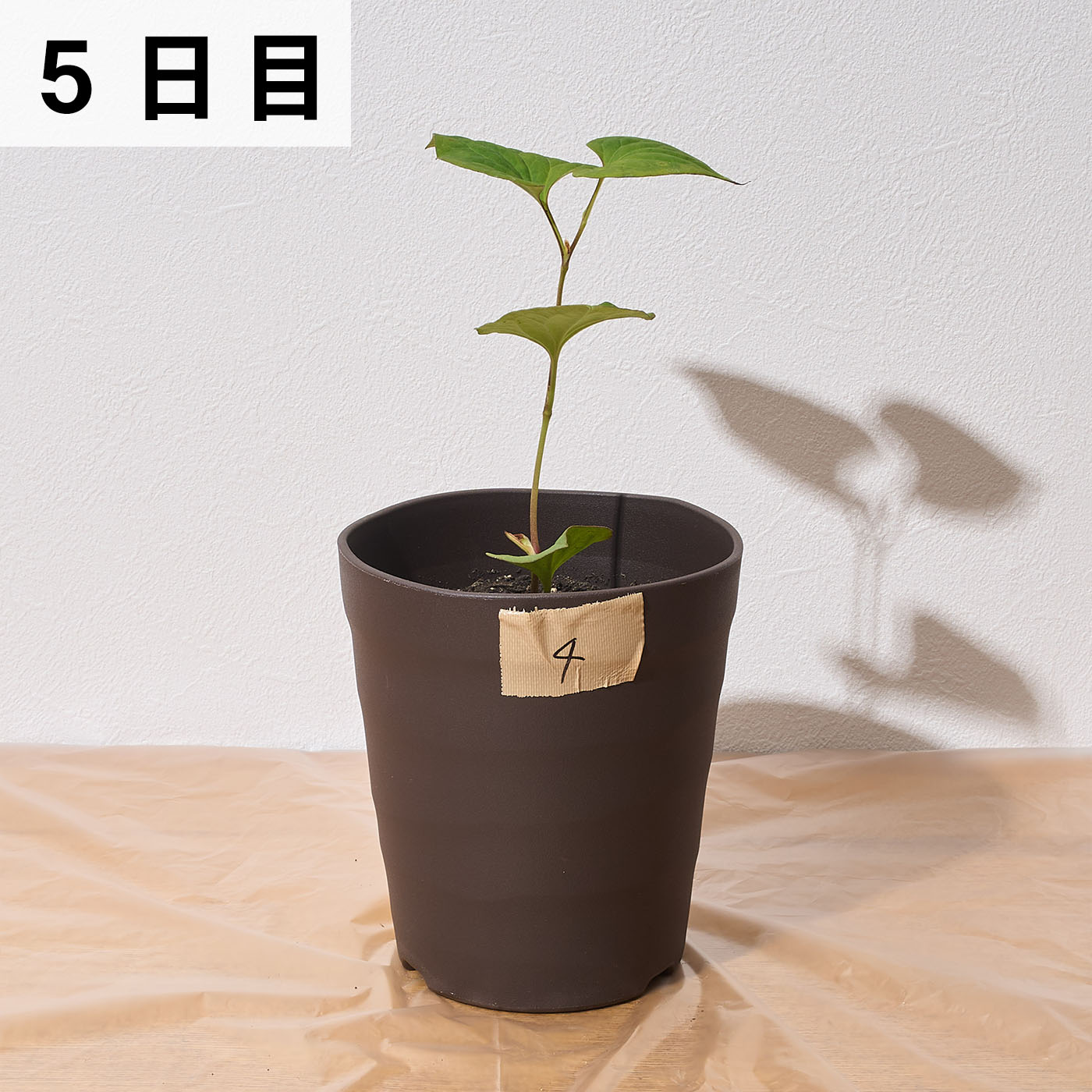 バスタ液剤 10