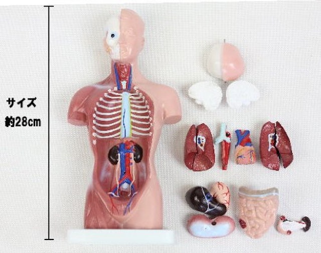 22年 人体模型のおすすめ人気ランキング19選 Mybest 22年 人体模型のおすすめ人気ランキング19選 Mybest