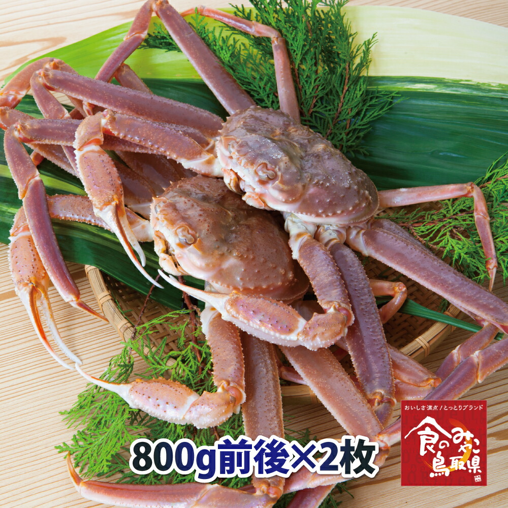 訳あり松葉ガニ(活)大サイズ  1