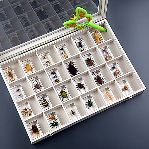 フジコン　標本コレクターズケース　Ｓ　昆虫　標本用品　標本箱