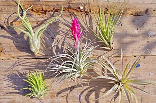 21年 エアプランツのおすすめ人気ランキング15選 Mybest 21年 エアプランツのおすすめ人気ランキング15選 Mybest