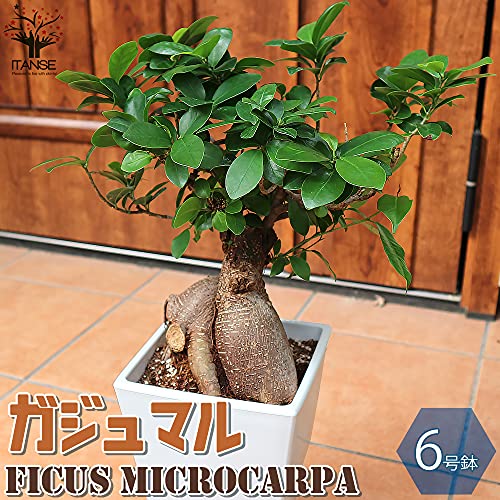 ガジュマル 6号スクエア鉢 2