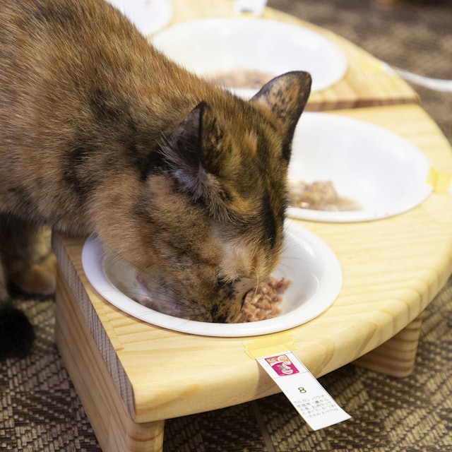 カルカンパウチ 成猫用を全35商品と比較 口コミや評判を実際に使ってレビューしました Mybest カルカンパウチ 成猫用を全35商品と比較 口コミや評判を実際に使ってレビューしました Mybest