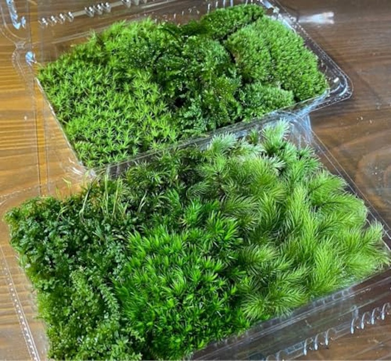 人気苔詰め合わせ 1