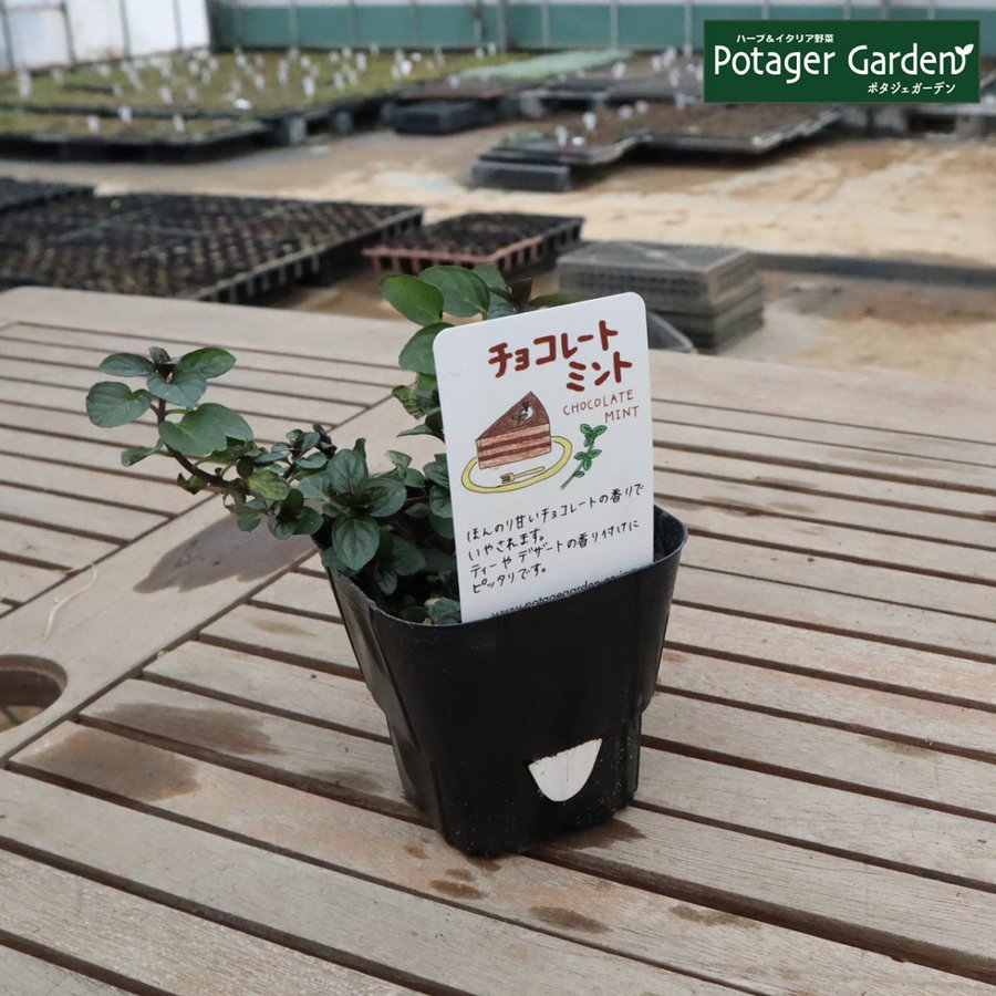 22年 虫除け用ハーブの鉢のおすすめ人気ランキング9選 Mybest