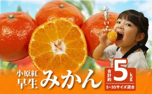 ご家庭用小原紅早生みかん 1