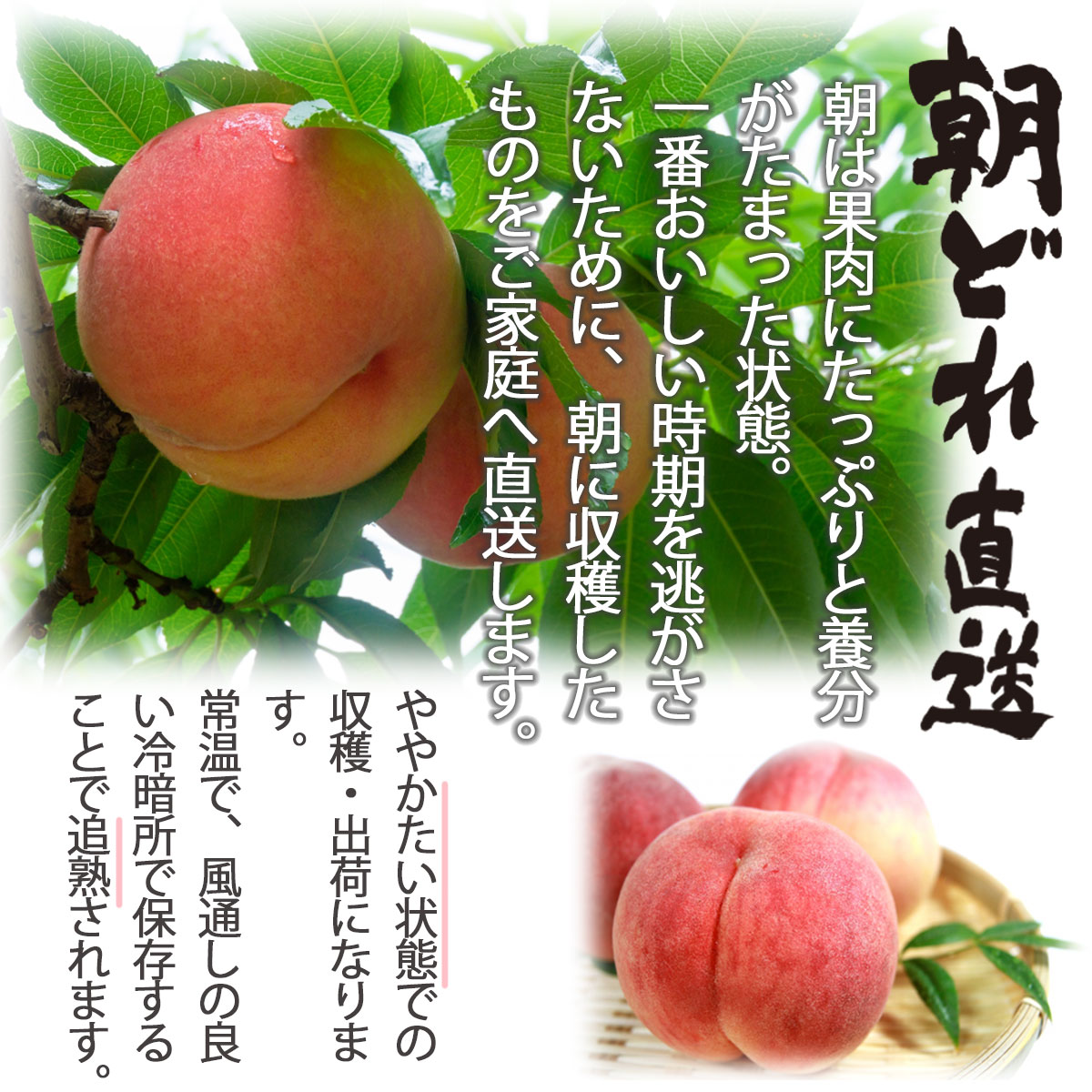 川中島白桃 2