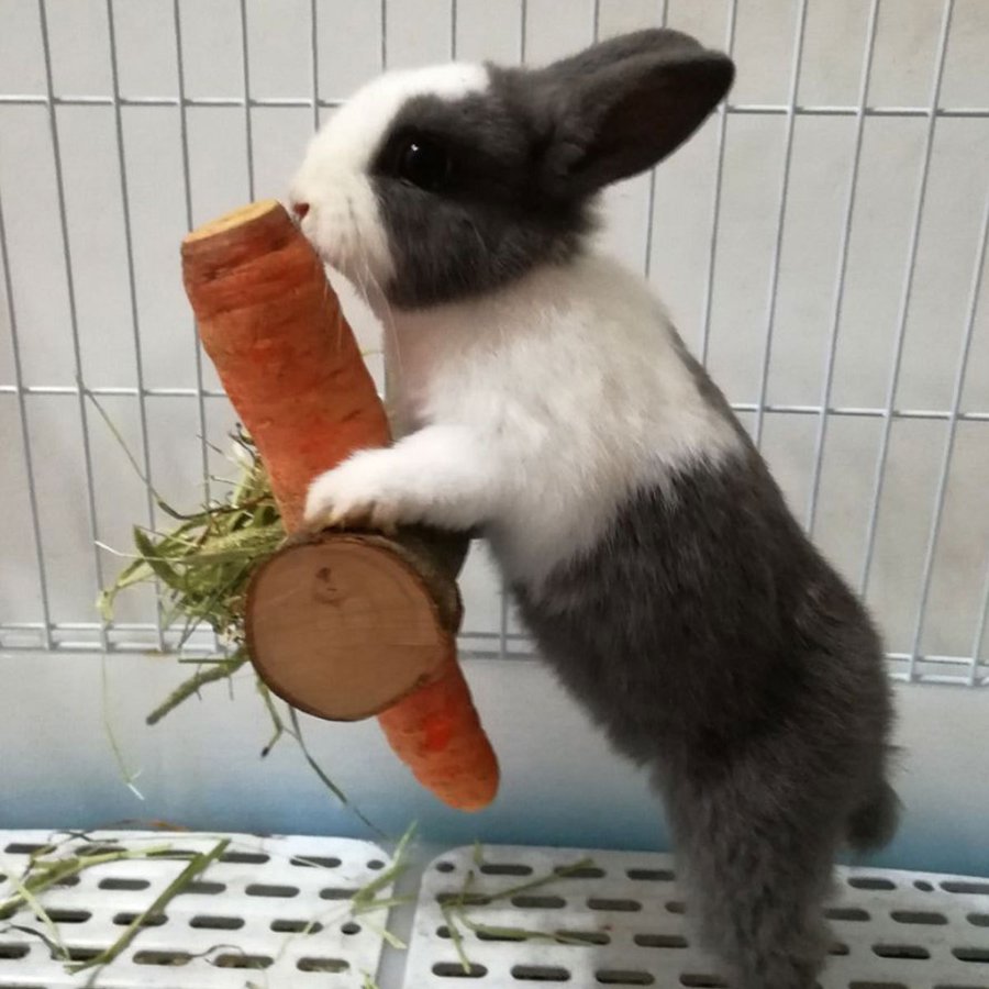 22年 うさぎの牧草入れのおすすめ人気ランキング15選 Mybest