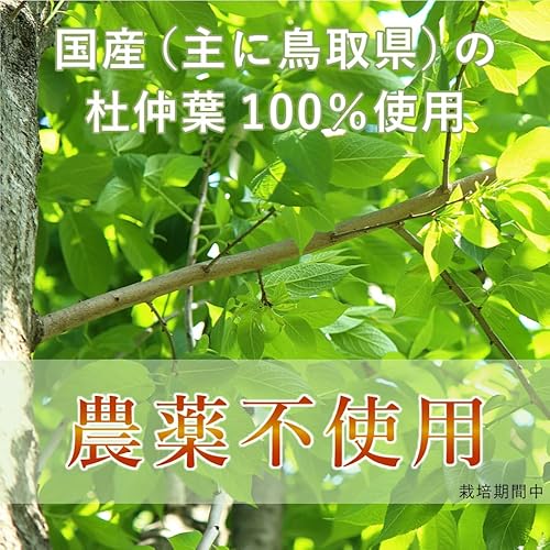 杜仲茶 3