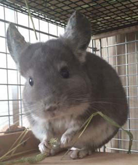 チンチラ飼育セット 4