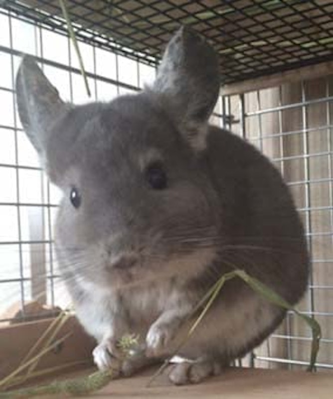 チンチラ飼育セット 4
