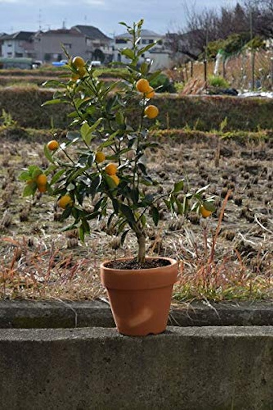 金柑 鉢植え 1