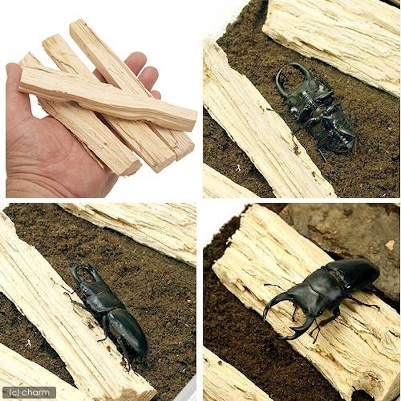 昆虫飼育 クワガタ カブトムシ 樹洞 ウロ 止まり木 登り木 昆虫飼育 クワガタ カブトムシ 樹洞 ウロ 止まり木 登り木