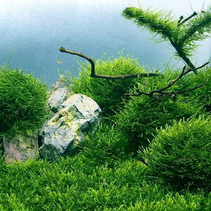 熱帯魚鑑賞用　アクアリュム用品 水草シード 植物の種子 水槽用品  2種セット
