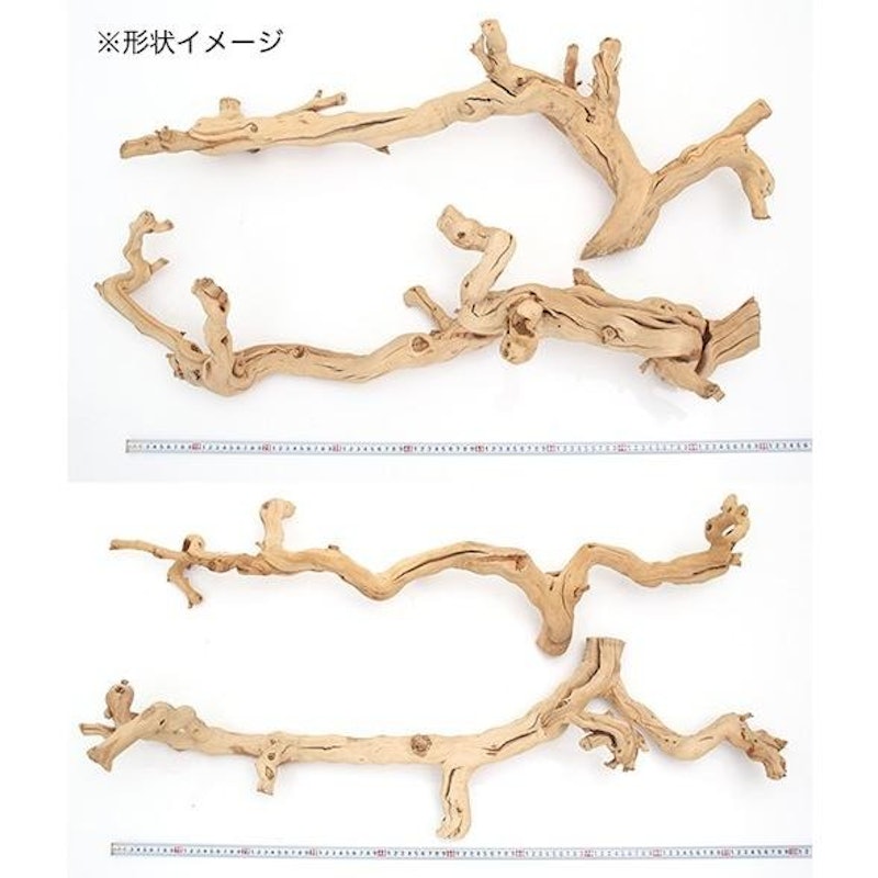 天然素材 ぶどうの木 形状お任せ グレープバイン 3