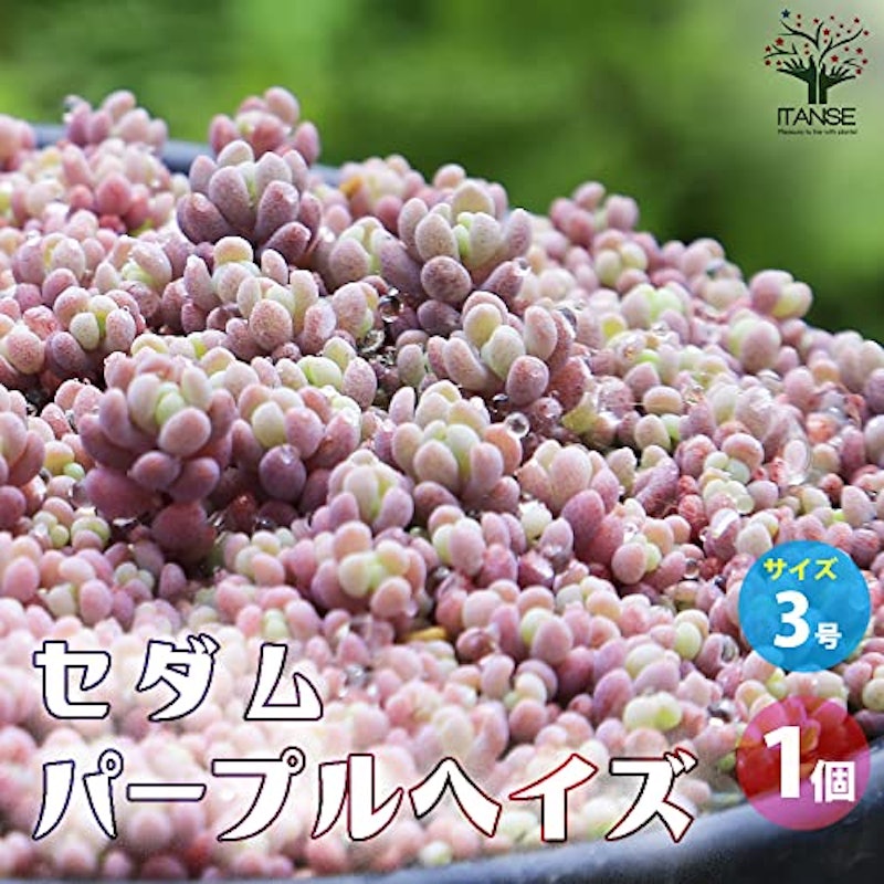 セダム パープルヘイズ 2