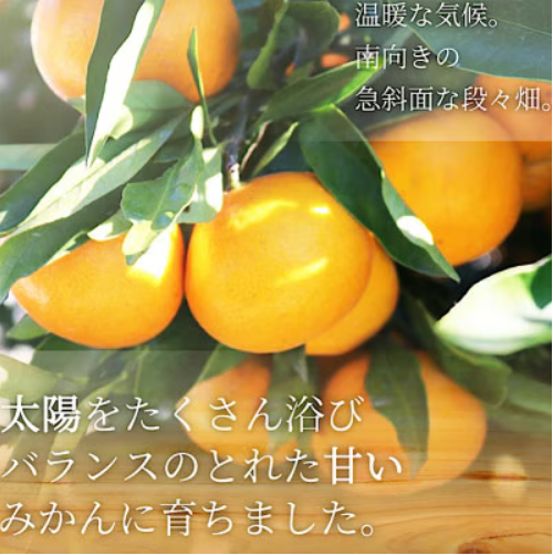和歌山の有田みかん 4