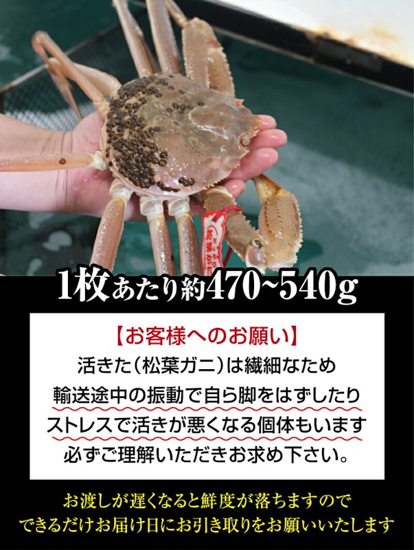 山陰沖日本海産 松葉ガニ 3