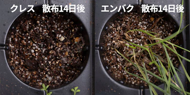 発芽しにくさの検証では、草の種類で結果が分かれた