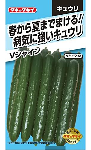 キュウリ Vシャイン 1