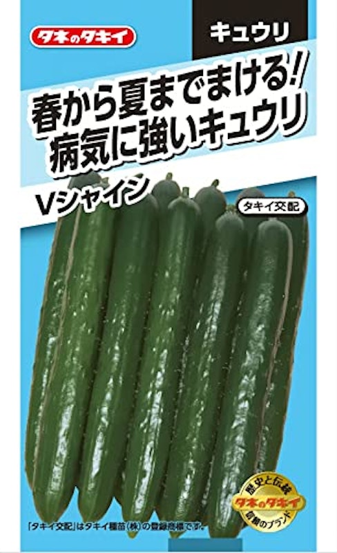キュウリ Vシャイン 1