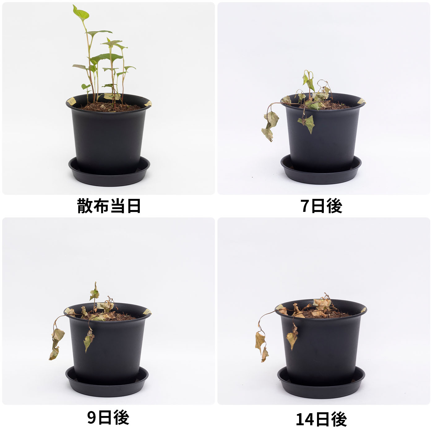 ザッソージエース 3