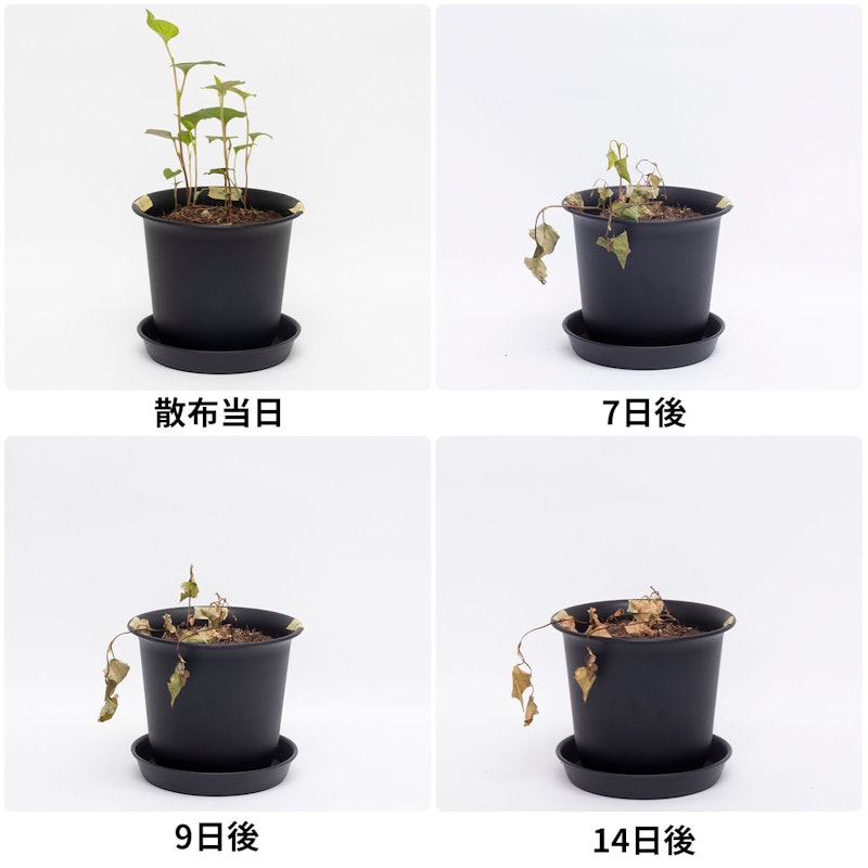 ザッソージエース 3