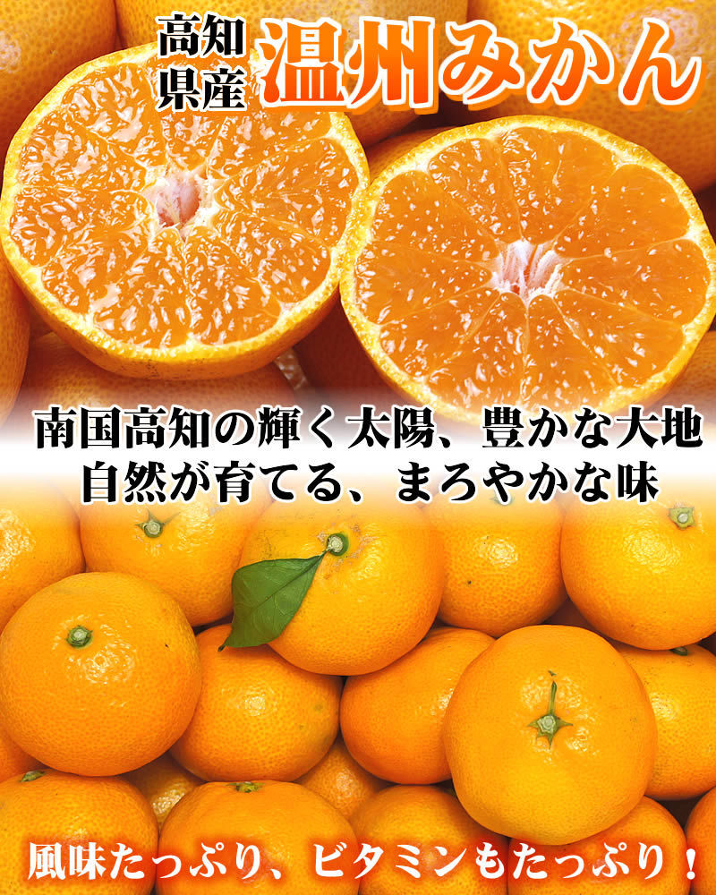 最高級極選温州みかん 2