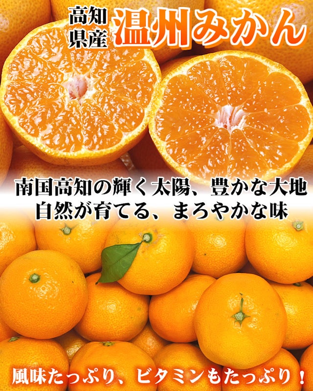 最高級極選温州みかん 2