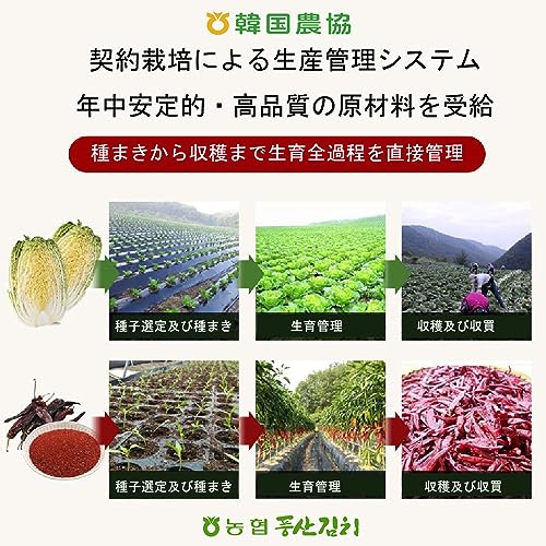 白菜キムチ 13