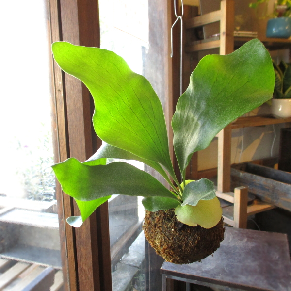 5000円★レア 5 コンニャク芋　鉢植え　7号　観葉植物　あかぎ　珍しい植物 10000110m.jpg