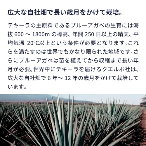 マルガリータ 4