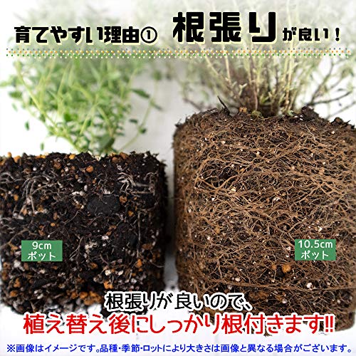 22年 ハーブ初心者向け苗のおすすめ人気ランキング19選 Mybest