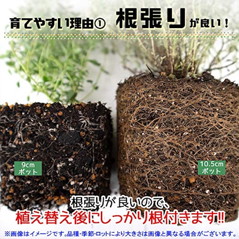 22年 ハーブ初心者向け苗のおすすめ人気ランキング19選 Mybest 22年 ハーブ初心者向け苗のおすすめ人気ランキング19選 Mybest