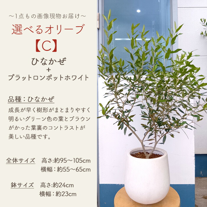 選べるオリーブ 4