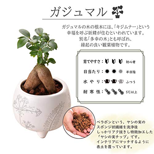 22年 観葉植物のおすすめ人気ランキング28選 Mybest