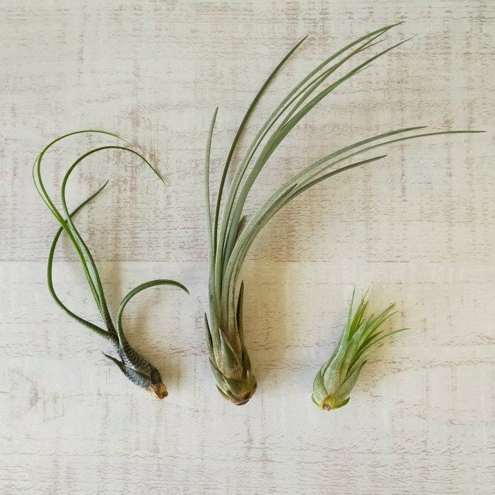 21年 エアプランツのおすすめ人気ランキング15選 Mybest