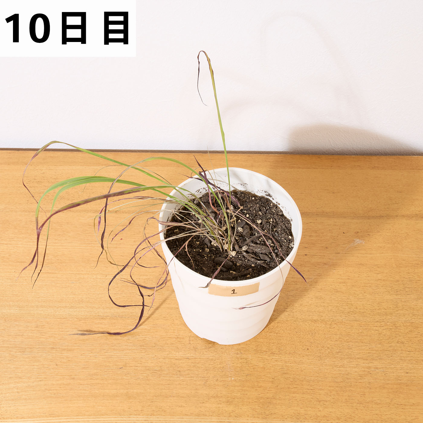速効除草剤 19
