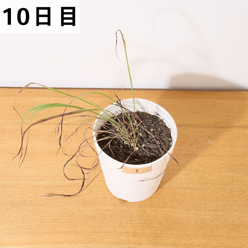速効除草剤 19