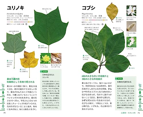見わけがすぐつく樹木図鑑 5