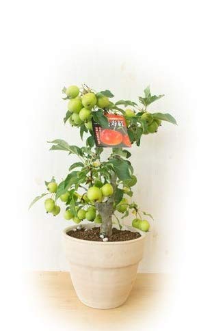 長寿紅リンゴの鉢植え 1