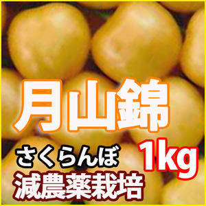 さくらんぼ 1