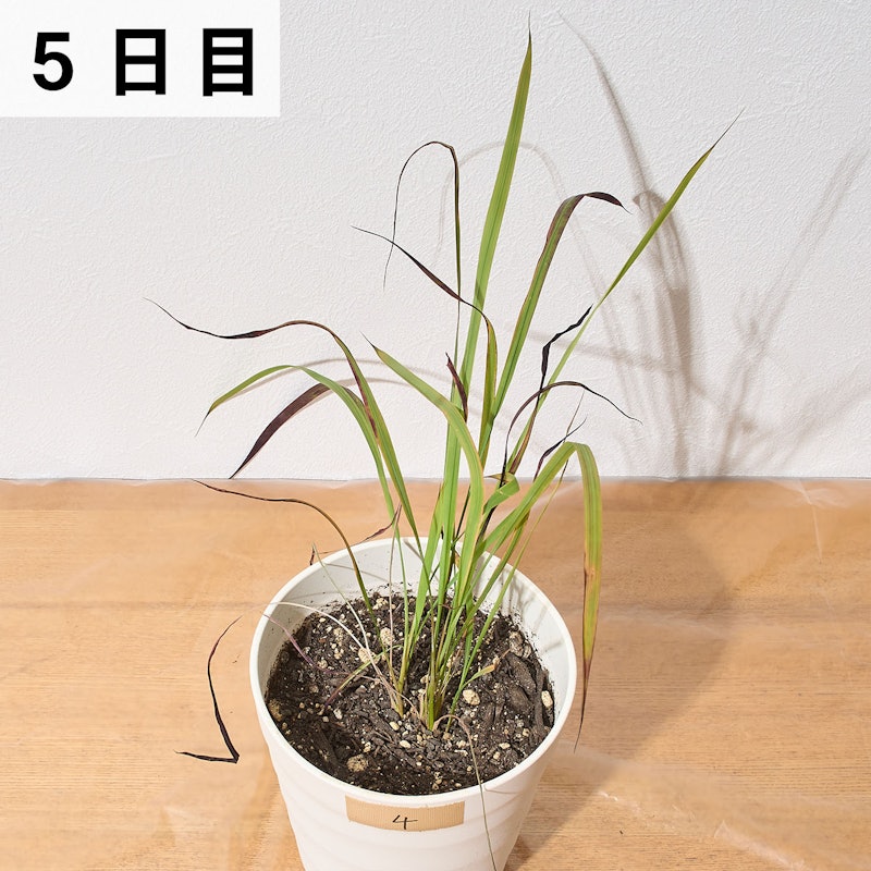 バスタ液剤 19
