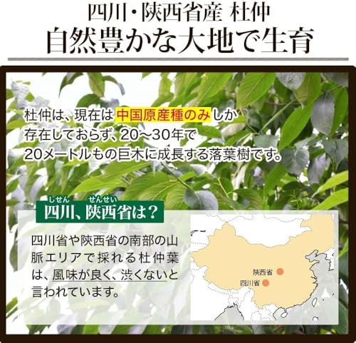 杜仲茶 4