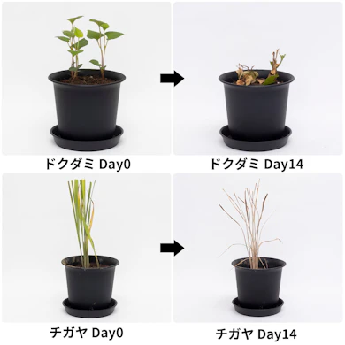 チガヤは2週間でカラカラに。ドクダミはやや緑が残った